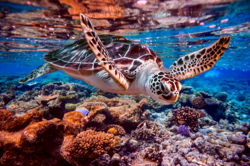 Sea turtle swims under water on the background of coral reefs